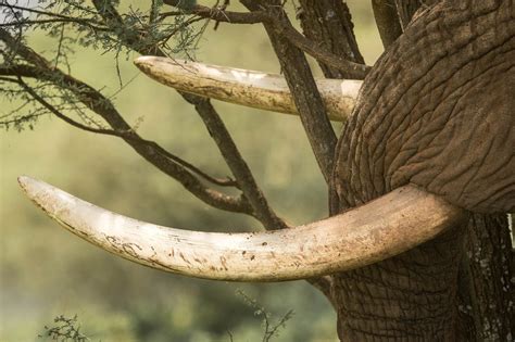 Elephant Ivory Tusk Closeup Tusk Tusk In Tree African Animal Art