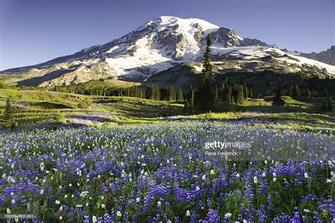 Usa Washington Mt Rainier National Park Field With Wildflowers High Res