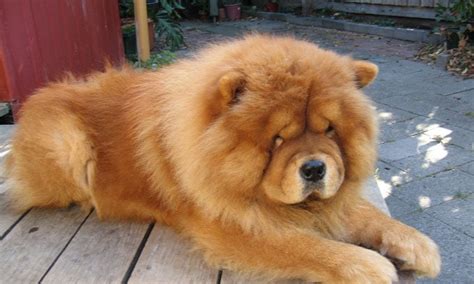 20 Fluffiest Dog Breeds In The World Nat Berman Dog Bread