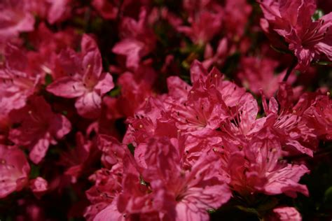 Pink Azalea Spring Flowers Forestwander Free Nature Pictures By
