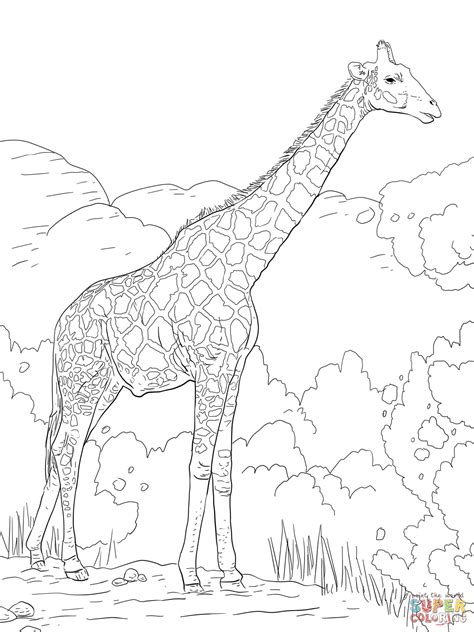 Realistic Giraffe Coloring Pages At Getdrawings Free Download