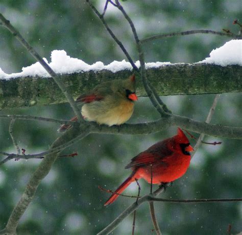 Cardinals In Winter Photograph By Randy Ball Fine Art America