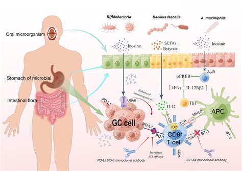 Frontiers Relationships Among Microbiota Gastric Cancer And