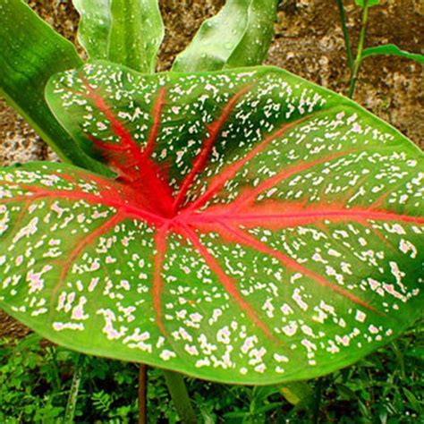 We did not find results for: 151 Types of Flowers Common In The U.S. - Caladium ...