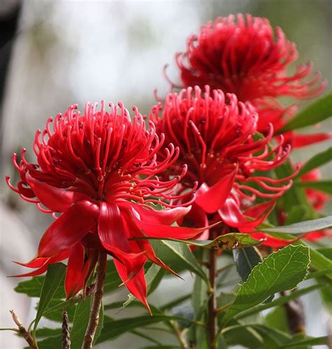 We did not find results for: 42 best waratah images on Pinterest | Waratah flower ...