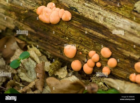 Bright Orange Fungus On Tree Uk Bmp Syrop