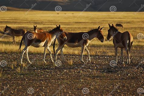 Tibetan Wild Donkey Stock Photo Image Of Creature Earth 45285796