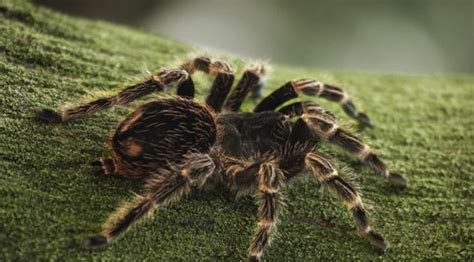 Se non interveniamo ora, l'amazzonia sparirà per sempre. Alcuni animali di Amazzonia 3d - Foto racconti - Passioni ...