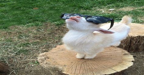 Psbattle Goat Wearing Sunglasses Photoshopbattles