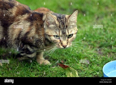 Domestic Cat Stalking Its Prey In A English Garden Stock Photo Alamy