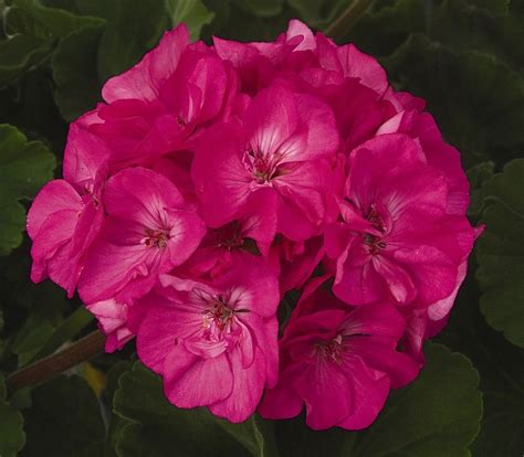 Geraniums Patriot Rose Pink Brads Bedding Plants Inc