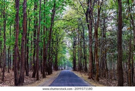 3730 Assam Forest Images Stock Photos And Vectors Shutterstock