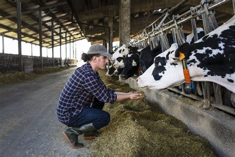 Senators Ask About Specific Covid 19 Help For American Dairy Farmers