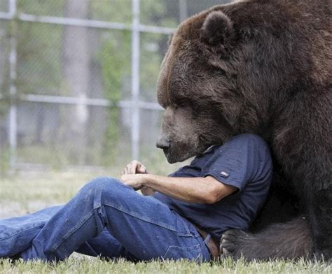 Bear With Him Man Grabs Attention For Hugging Big Bears World News