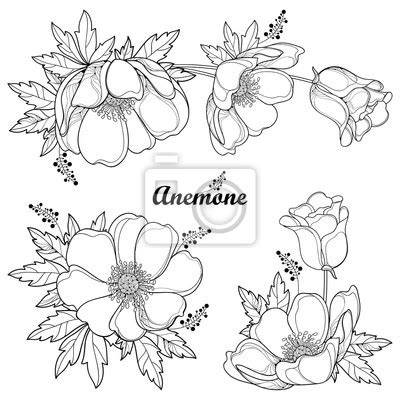 Vector Hand Drawing Corner Bouquet With Outline Anemone Flower Wall