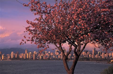 Trees should be trained according to use of fruit, such as a low crown for fresh‐market figs. Cherry Blossom Festival 2017 - 123Dentist