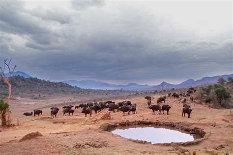 Watering Hole Buffalo Animals · Free Photo On Pixabay