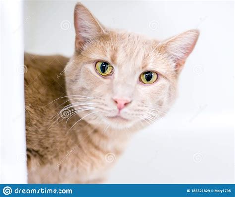 A Buff Tabby Domestic Shorthair Cat Peeking Around A Corner Stock Image