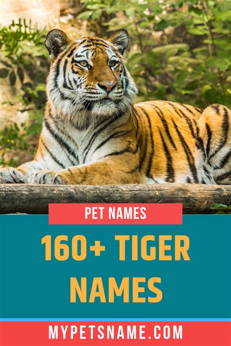 Tiger Names Pet Tiger Pet Names Tiger