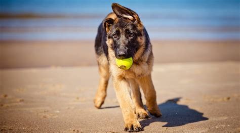 5 Best Dog Toys For German Shepherds Reviews Updated 2020