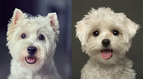 Westie Vs Maltese Breed Differences And Similarities Love Your Dog
