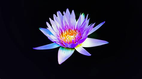 Water Lily 4k Wallpapers Hd Wallpapers Id 27893