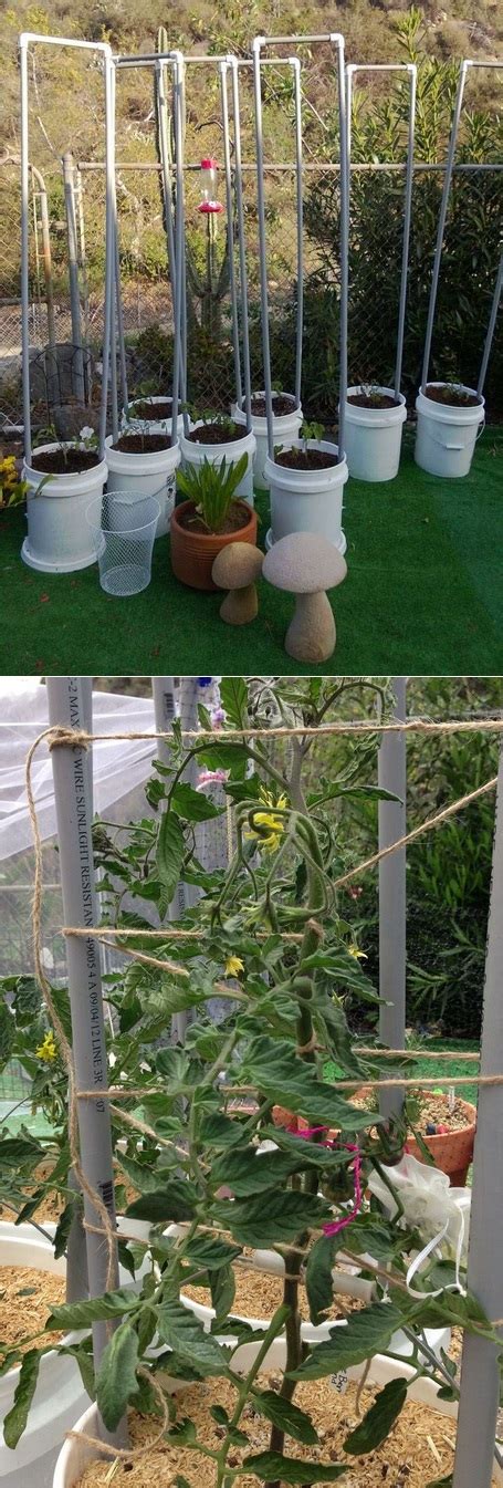 The Backyard Garden Growing Tomatoes In Containers