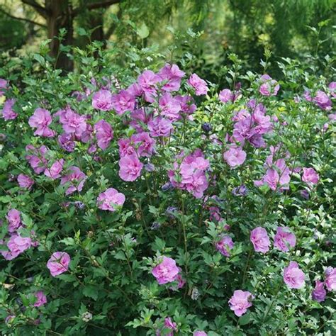 Hibiscus Dark Lavender Chiffon® Park Seed