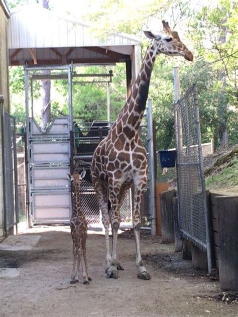 Up Close New Giraffe Calf And Mom Bond At Riverbanks Zoo
