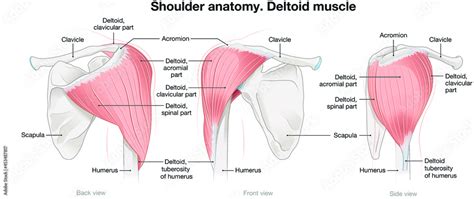 Shoulder Anatomy Deltoid Muscle Labeled Vector Illustration Stock