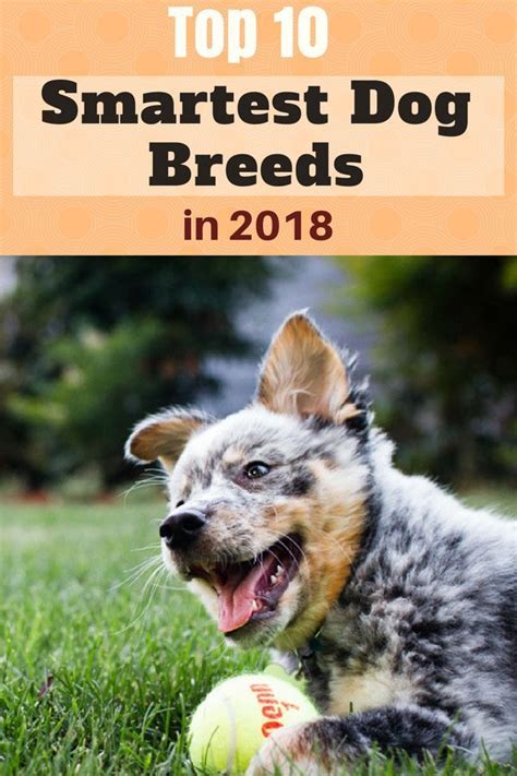 These Are The Top 10 Smartest Dog Breeds | Smartest dogs ...