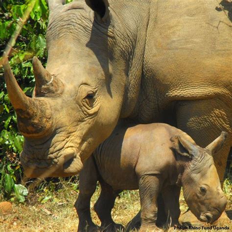 Help Protect Rhinos From Poachers The Rainforest Site Endangered