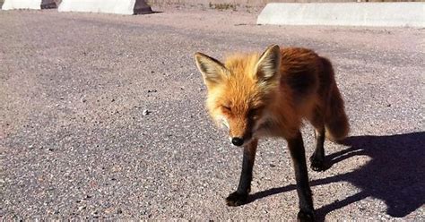 Shy Fox Imgur