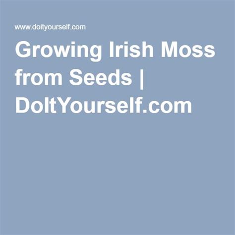Growing Irish Moss From Seeds Irish Moss Moss Seeds