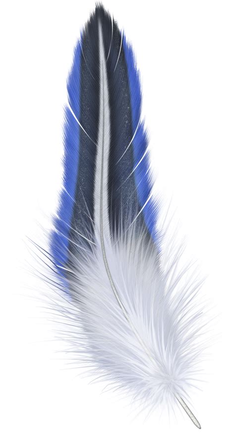 Png Feather 10 Free Cliparts Download Images On Clipground 2024
