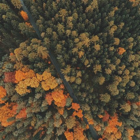 Forest Trees Top View iPad Pro Wallpapers Free Download