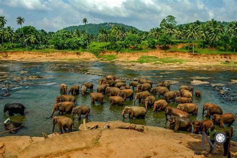 Pinnawala Elephant Orphanage | Elephant, Orphanage, Animals