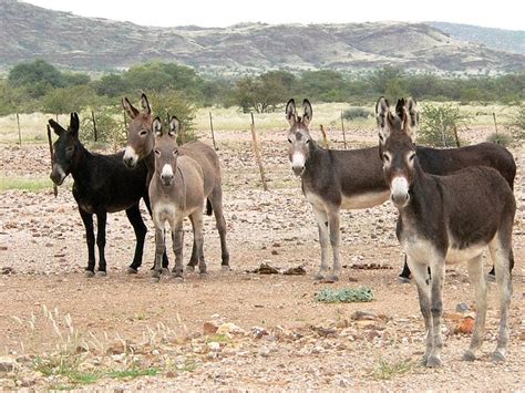 Donkey Group Herd Free Photo On Pixabay