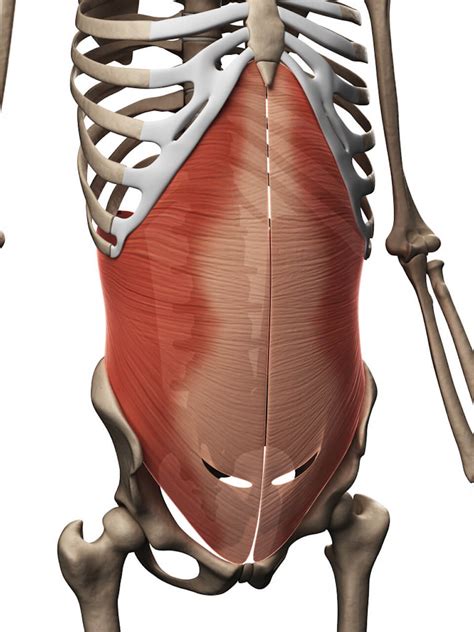Muscles Of The Chest And Abdomen New Voice New Career Anatomy And