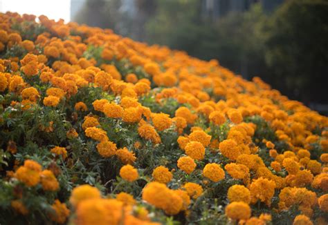 La flor de cempasúchil, un ícono de México | Servicio de Información