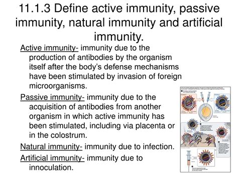 Artificial passive immunity comes from injected antibodies created within a different person or an animal. PPT - 11 Human health physiology 2 PowerPoint Presentation ...