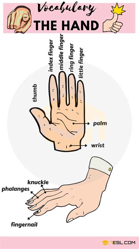 Parts Of The Hand Useful Hand Parts Names With Pictures • 7esl