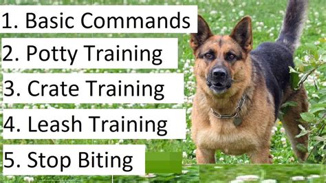 How To Train A German Shepherd Puppy A Detailed Video On Gs Training