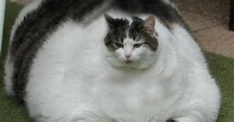 Were Making A Fat Cat Fatter Says Irate Longford Councillor