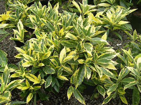 Compact habit makes this a good choice for small gardens in shrub borders and mixed into perennial borders. 10 Best Small Evergreen Shrubs: Flowering and Foliage ...