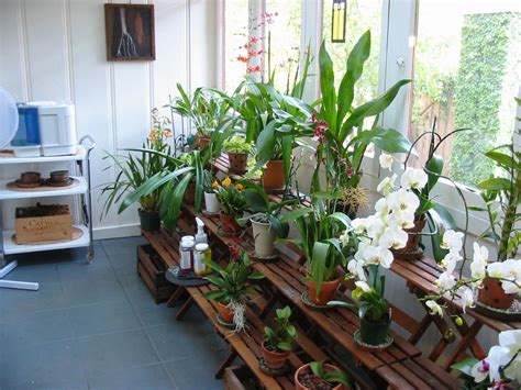 Orchid Room Envy Room With Plants Orchids Dream Garden