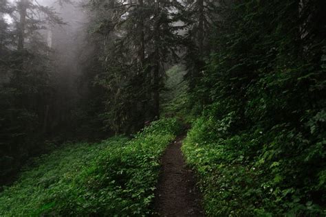 A Trail In The Woods In Washington 1600×1068 Wallpapers