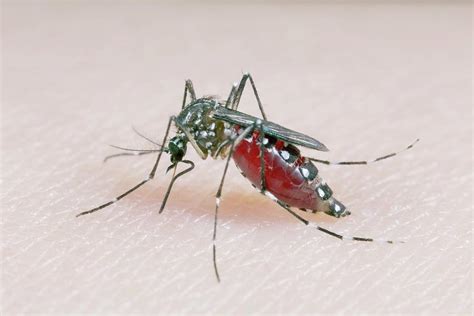 Aedes Aegypti Mosquito Feeding Photograph By Sinclair Stammersscience
