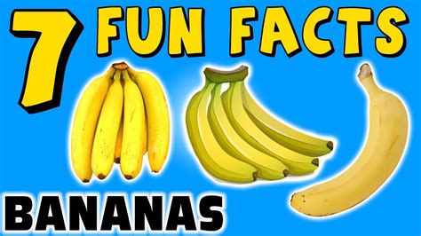 All About Bananas Facts All Information About Healthy Recipes And