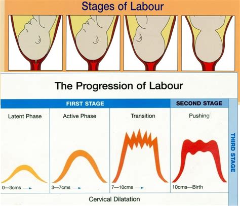 Stages Of Labor Child Nursing Mother Baby Nurse Newborn Nursing